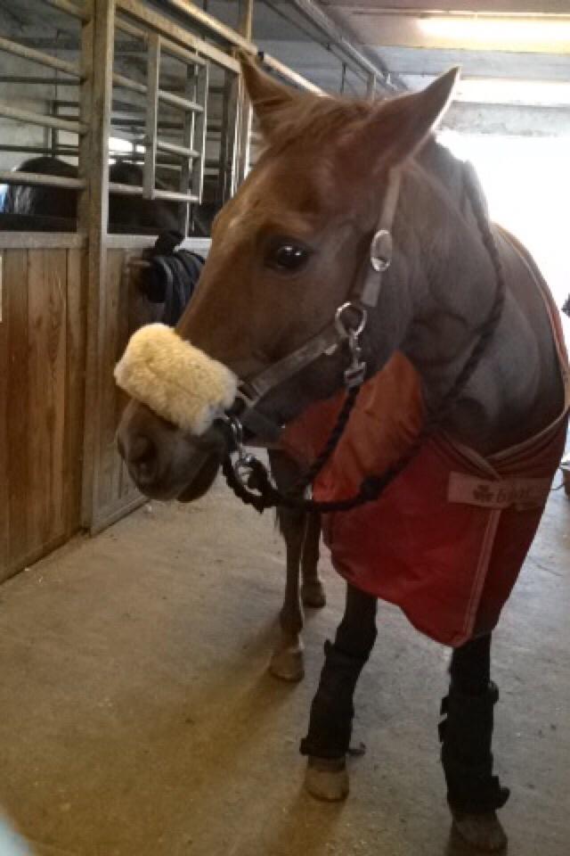 New Forest Jordy<3 billede 10