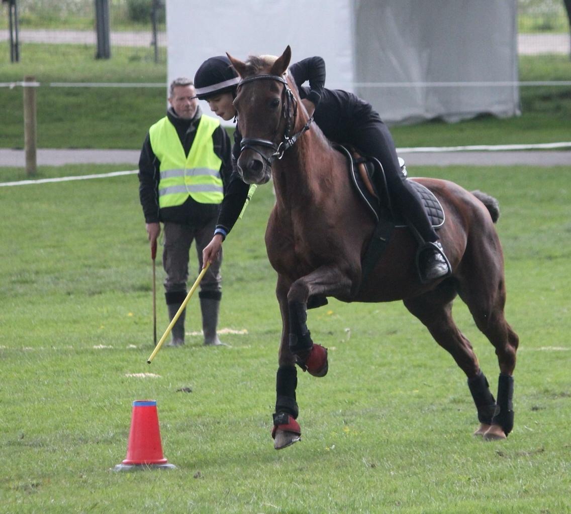 New Forest Jordy<3 billede 11