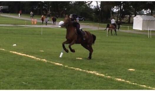 New Forest Jordy<3 billede 13