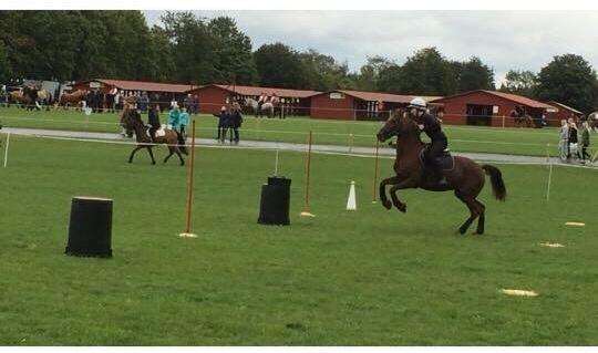 New Forest Jordy<3 billede 14
