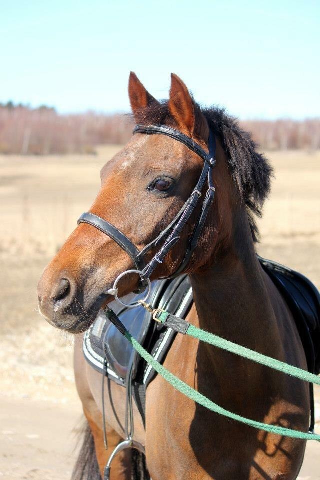New Forest Jordy<3 billede 15