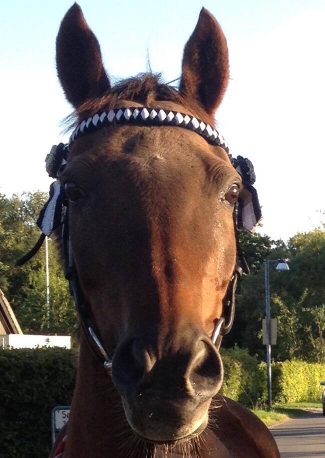 New Forest Jordy<3 billede 16