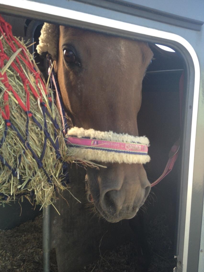New Forest Jordy<3 billede 17