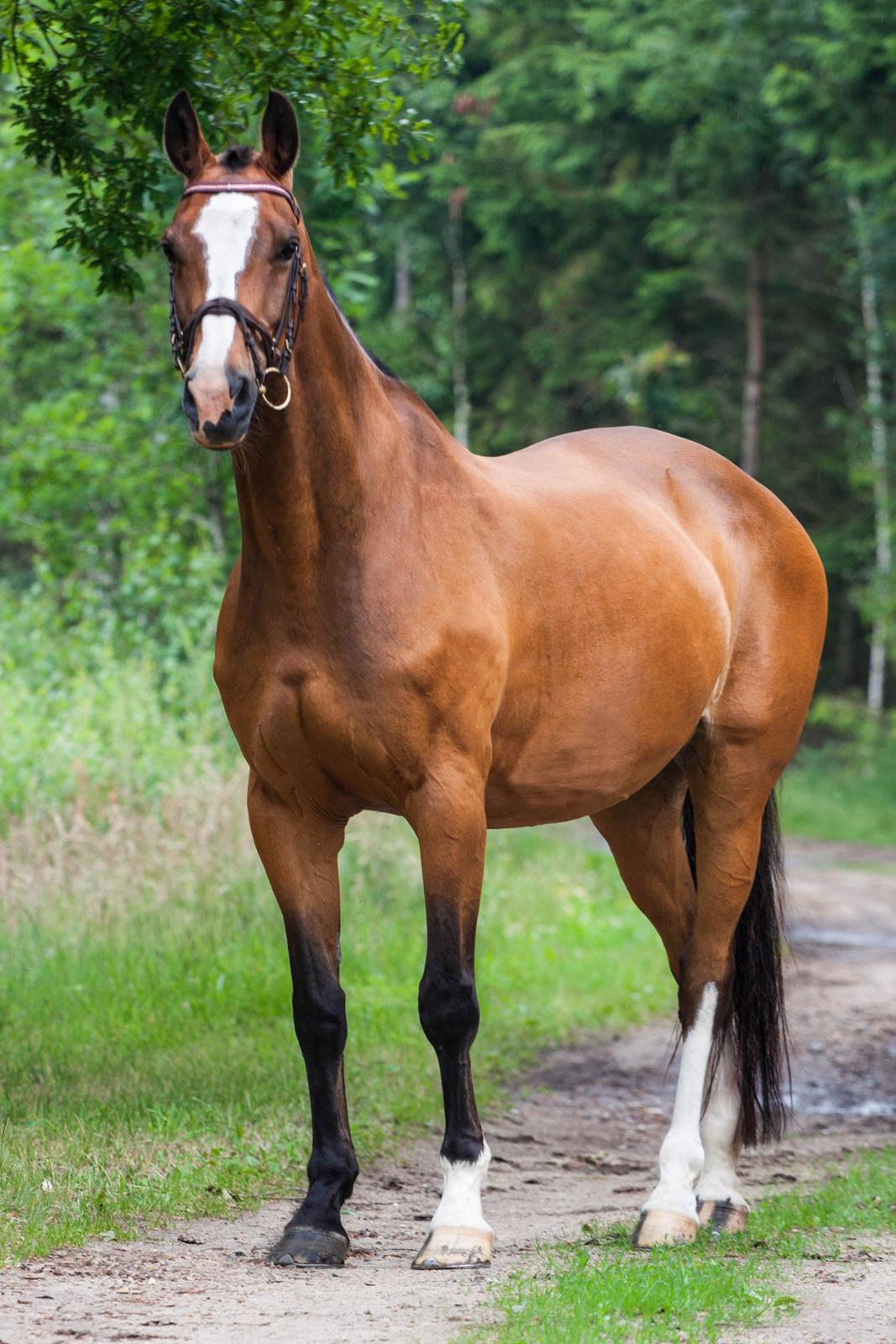 Dansk Varmblod My Choice billede 7