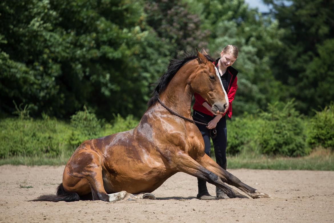 Dansk Varmblod My Choice billede 4