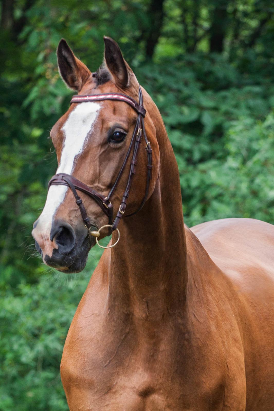 Dansk Varmblod My Choice - Den smukke dejlige My! :D (Billedet er taget af mig: Camilla Thorsager) billede 2