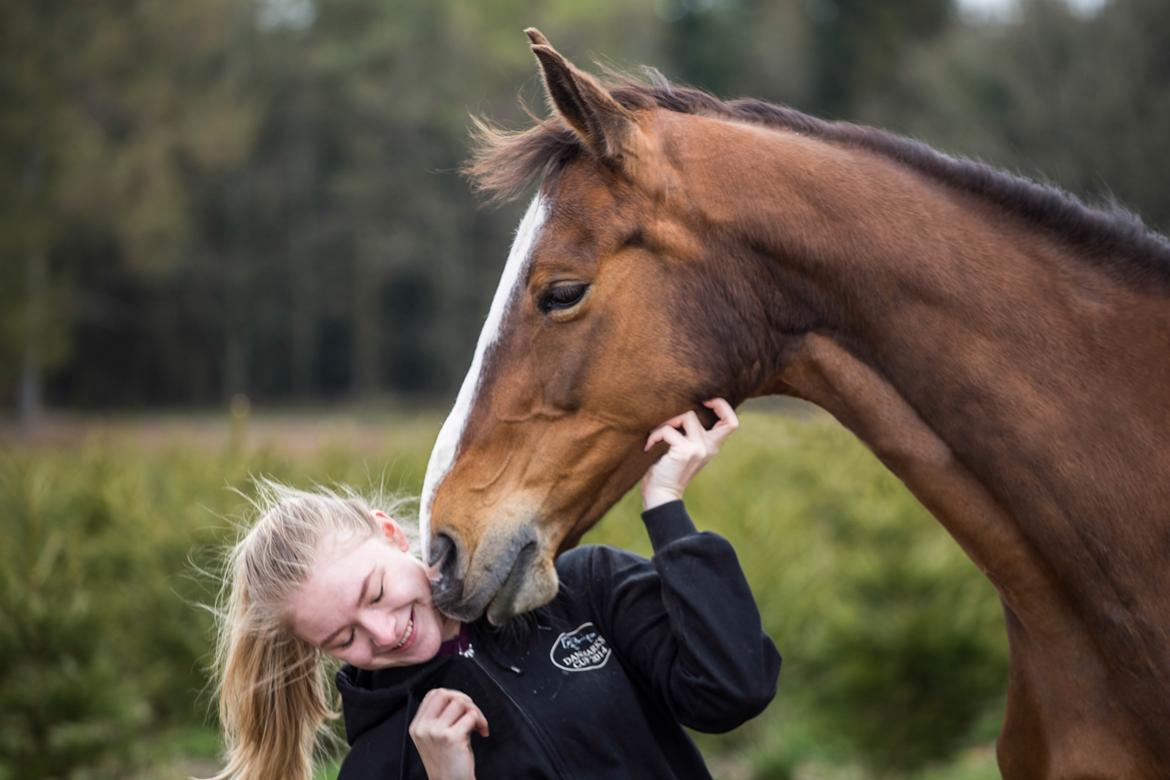 Dansk Varmblod My Choice billede 6