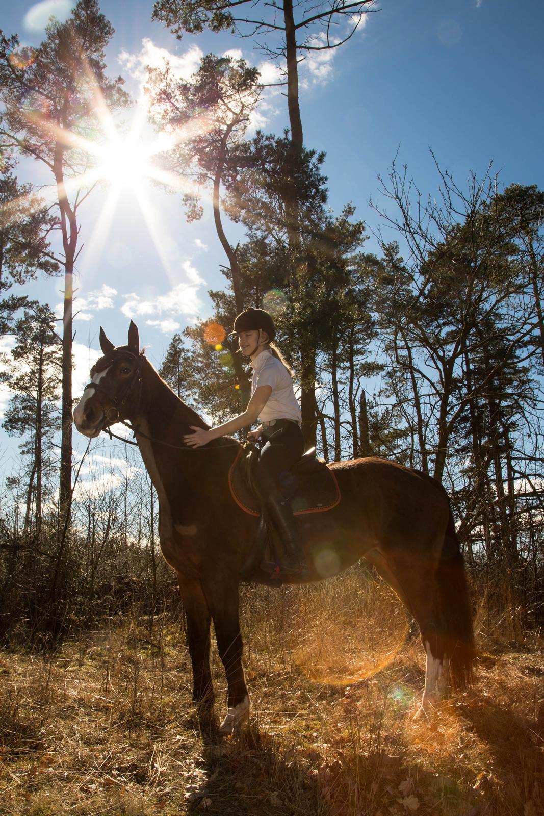 Dansk Varmblod My Choice billede 8