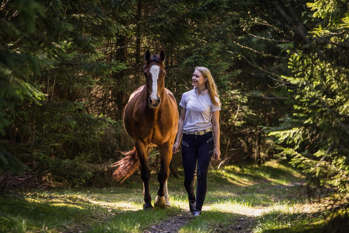 Dansk Varmblod My Choice billede 9