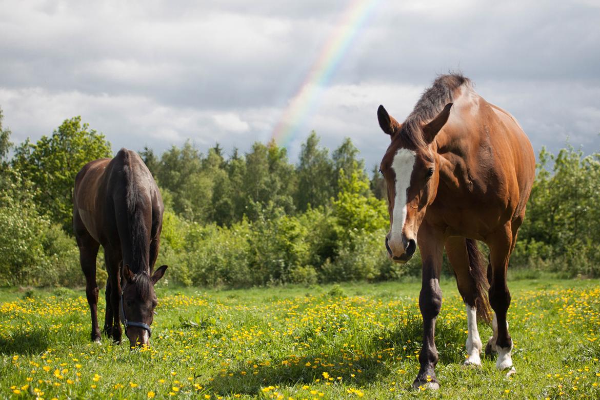Dansk Varmblod My Choice billede 12