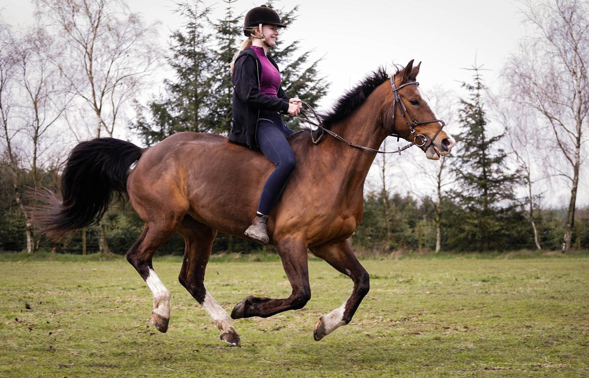 Dansk Varmblod My Choice billede 10