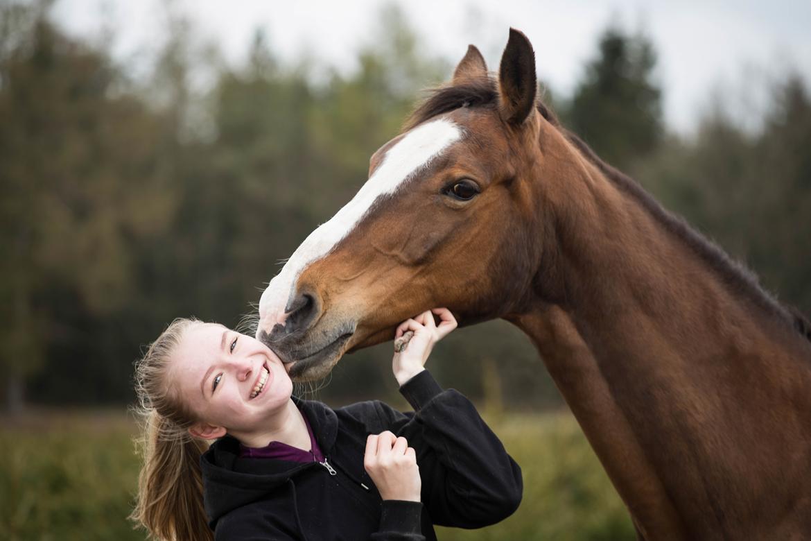 Dansk Varmblod My Choice billede 11