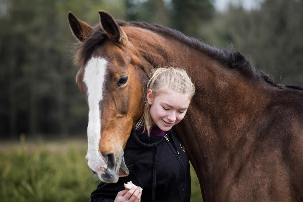 Dansk Varmblod My Choice billede 14