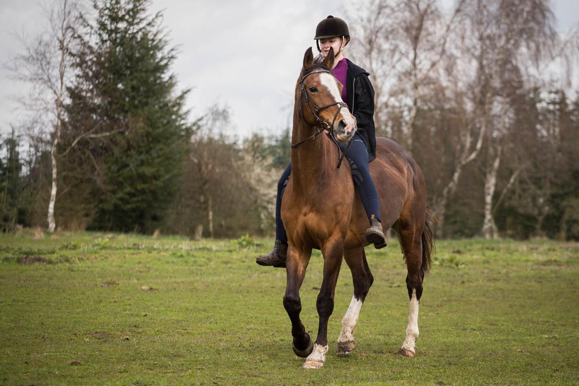 Dansk Varmblod My Choice billede 15