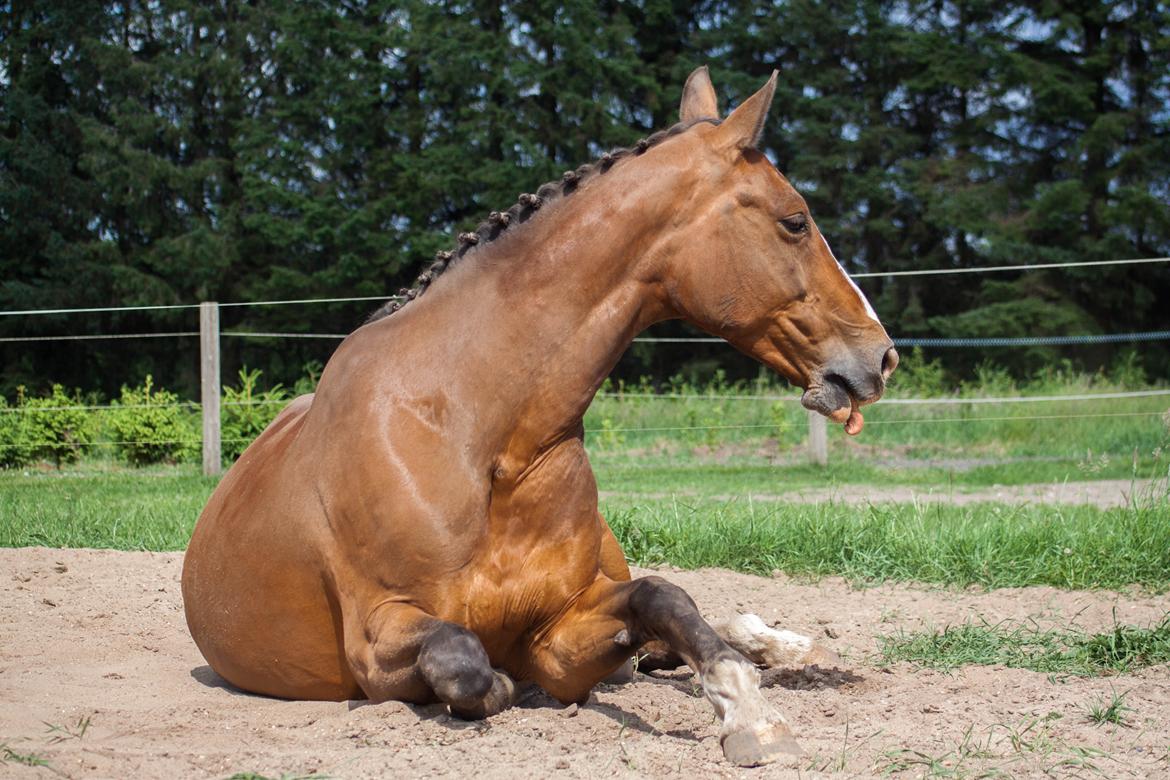 Dansk Varmblod My Choice billede 16