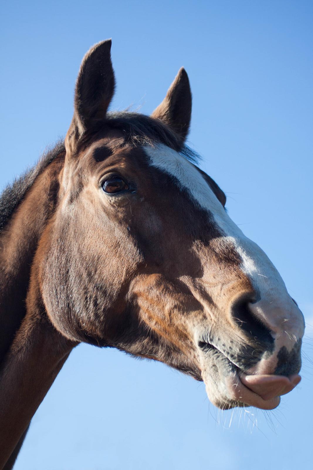 Dansk Varmblod My Choice billede 17