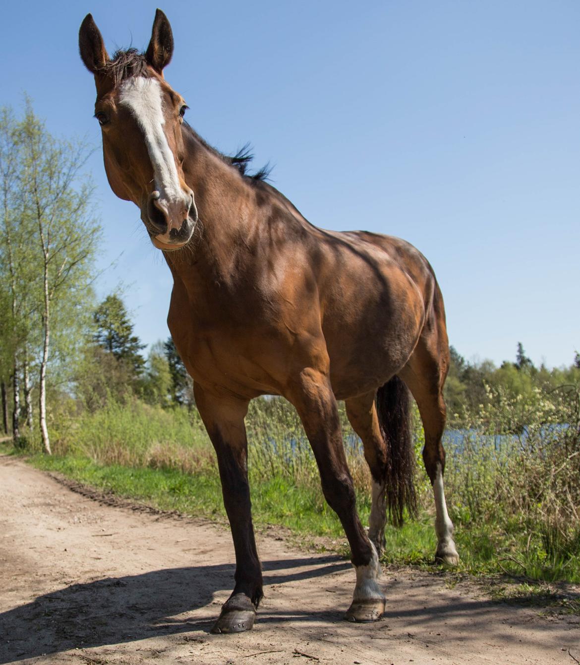 Dansk Varmblod My Choice billede 18