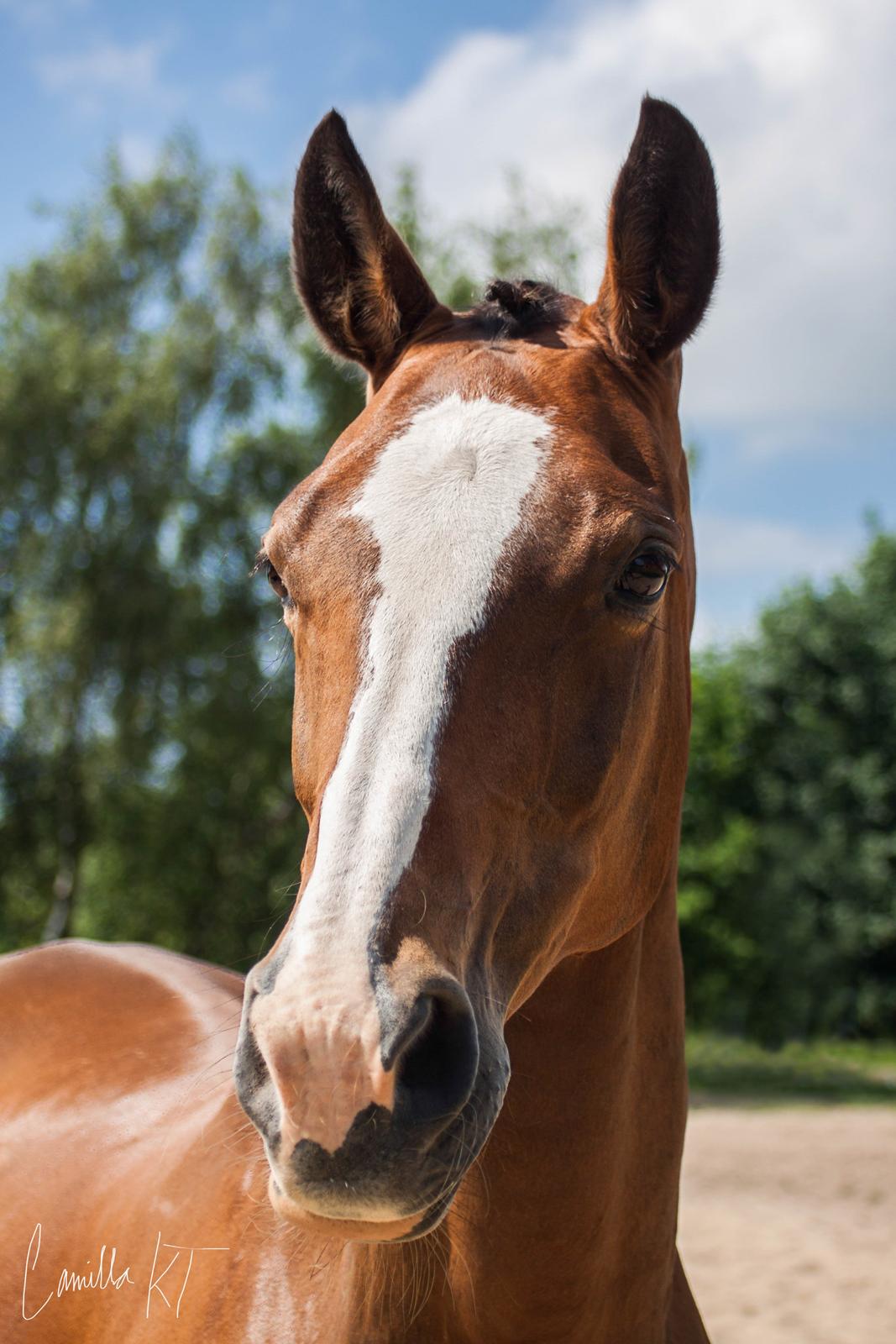 Dansk Varmblod My Choice billede 19