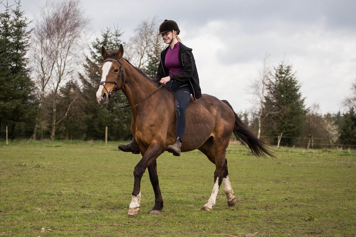 Dansk Varmblod My Choice billede 20