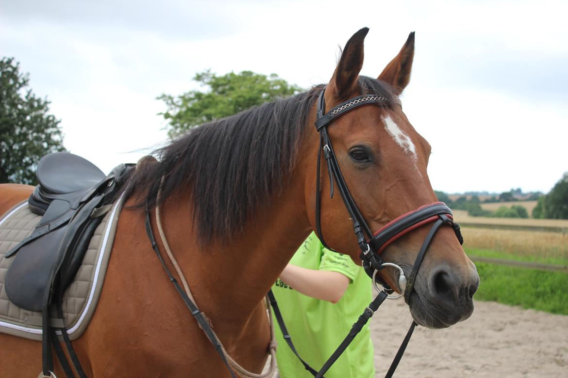 Anden særlig race Bacardi (The Lady <3) billede 2