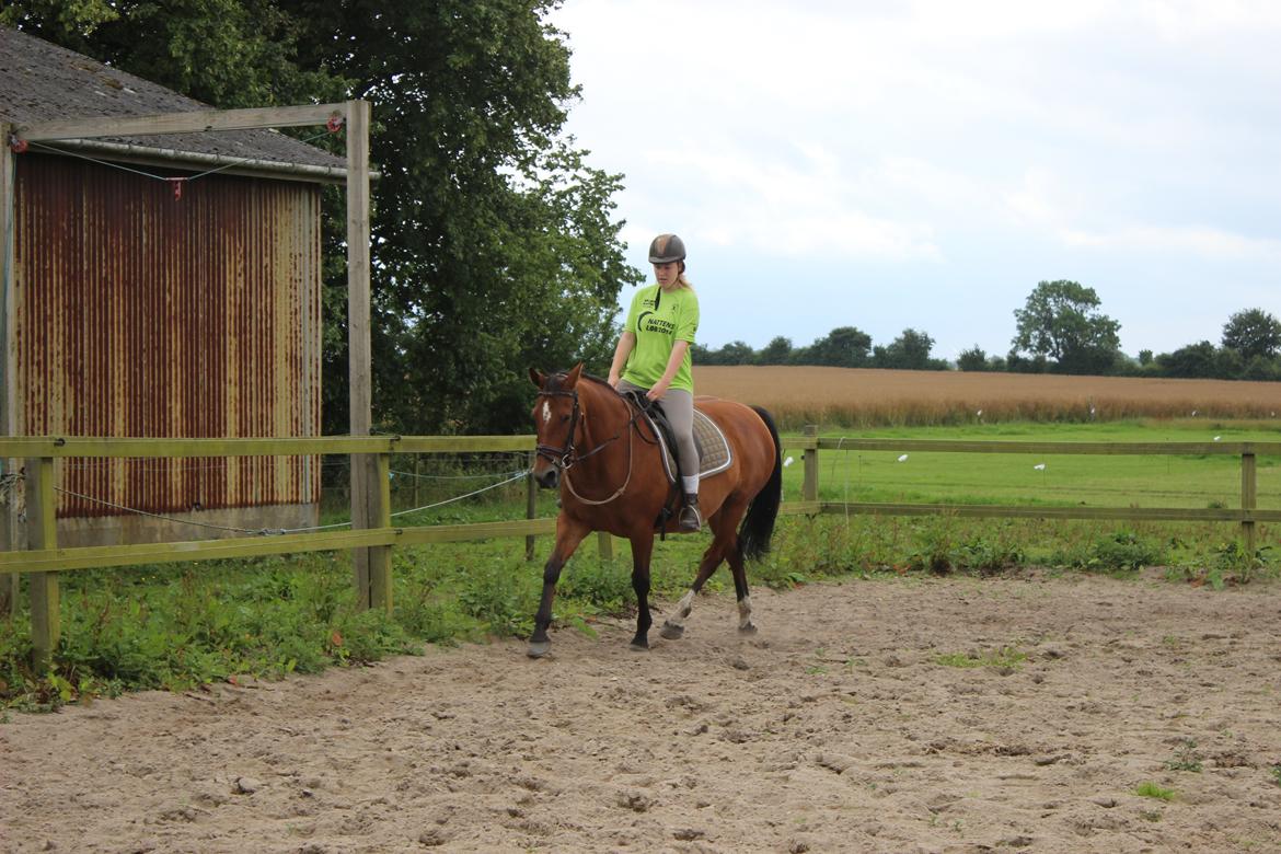 Anden særlig race Bacardi (The Lady <3) billede 5