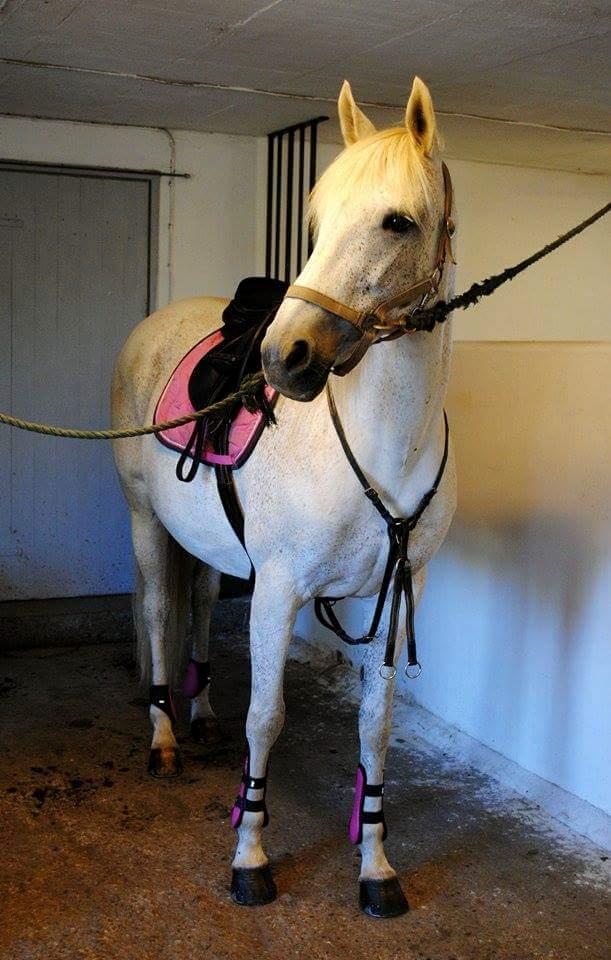 Anden særlig race Windrose's Athena - Næsten klar til spring træning  billede 8