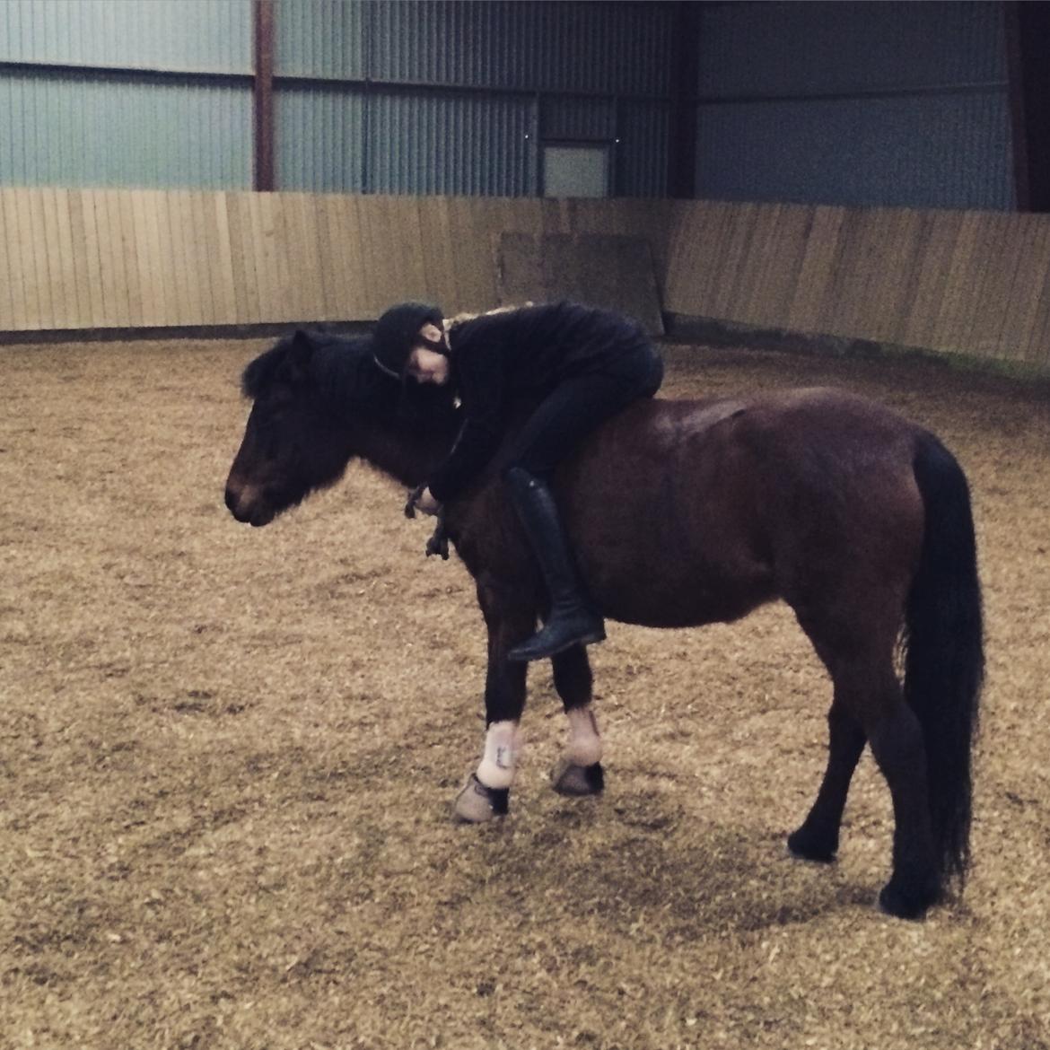 Anden særlig race Zoya billede 11