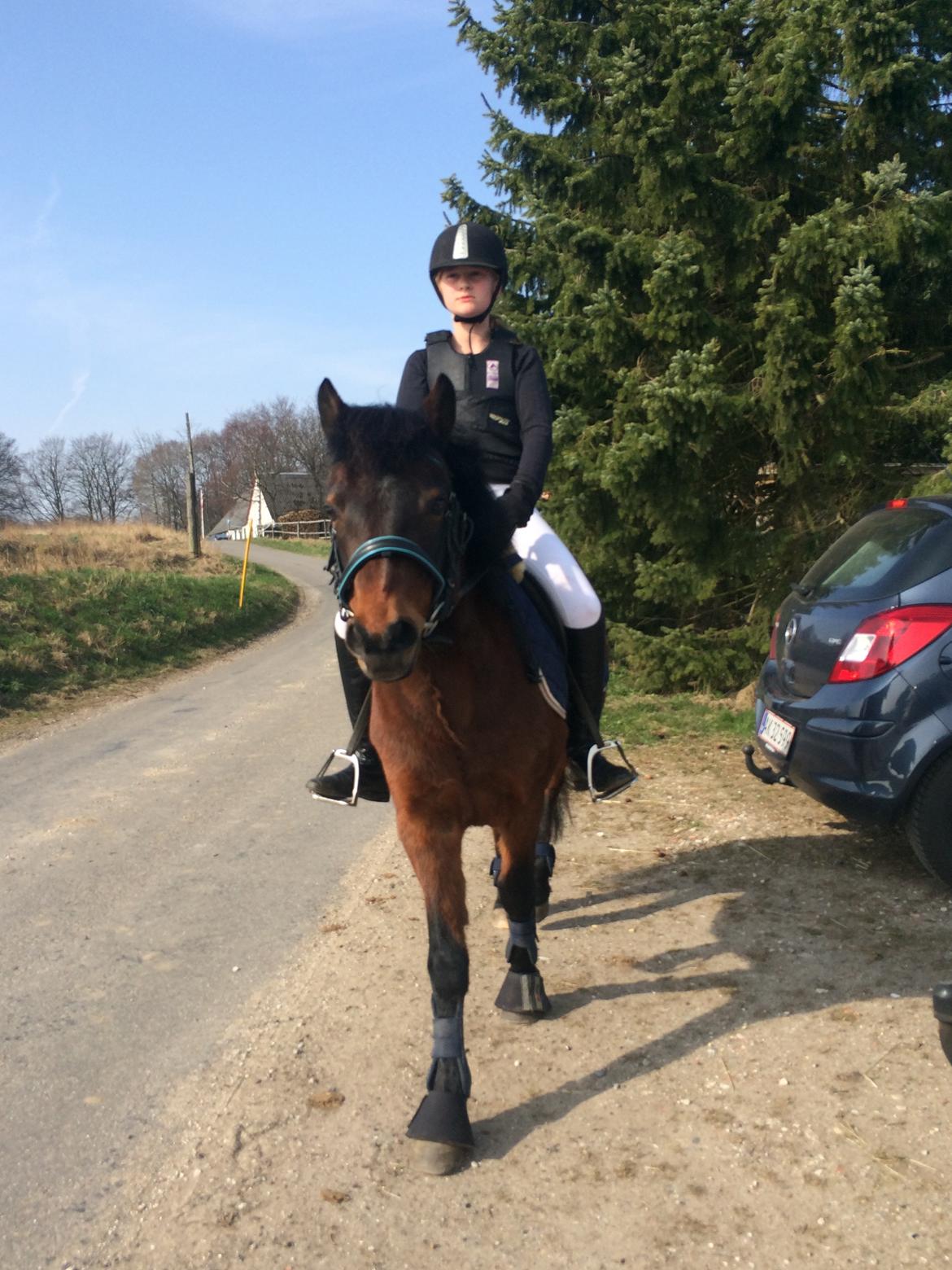 Anden særlig race Zoya billede 14