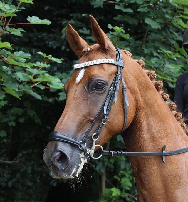 Anden særlig race Manja  billede 5