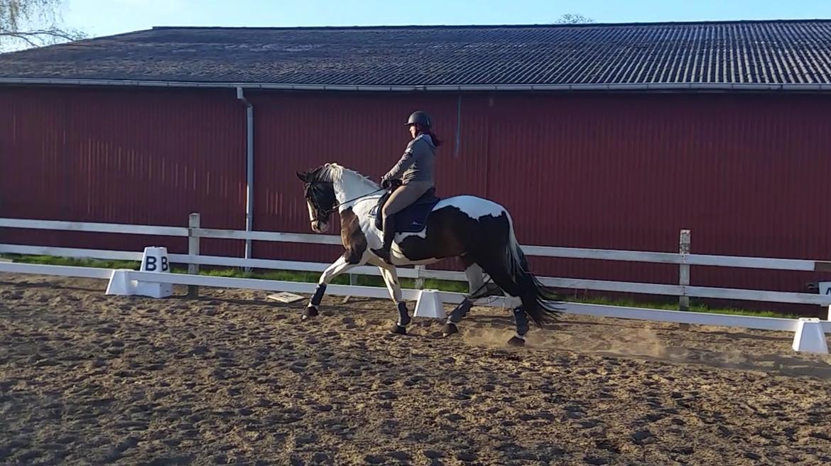 Pinto Bakkegaardens Montoya billede 18