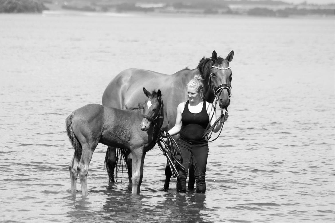 Dansk Varmblod Crystal Diamond - 19 maj på stranden billede 15