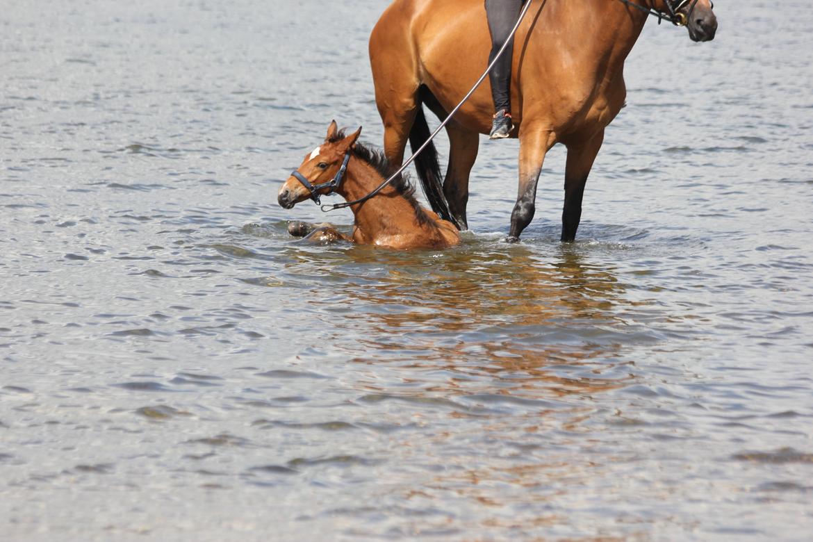 Dansk Varmblod Crystal Diamond - 19 maj bader på stranden med de dejlige billede 20