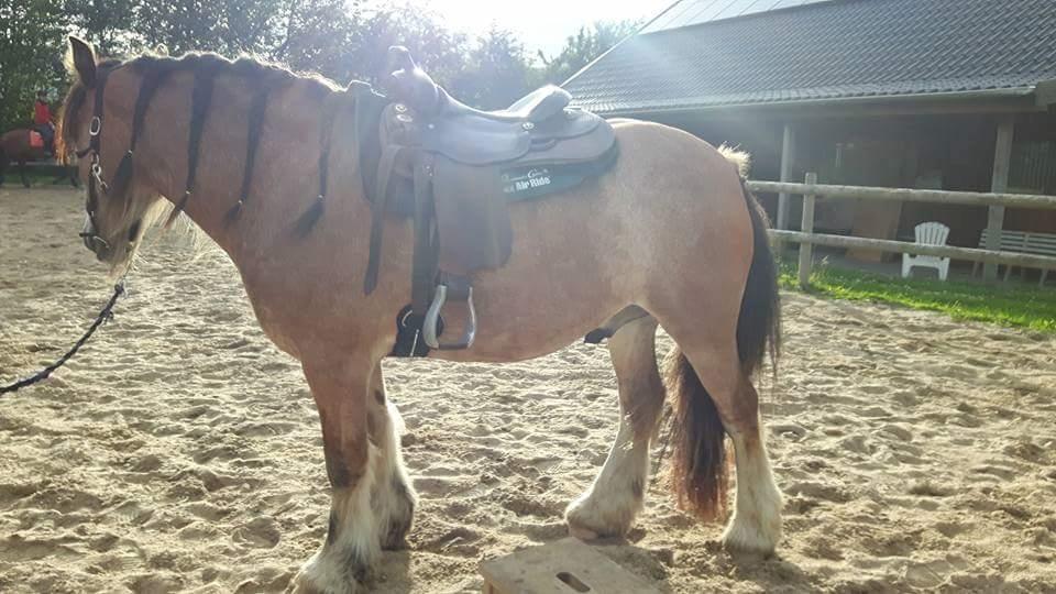 Irish Cob King Romany Vanner billede 12