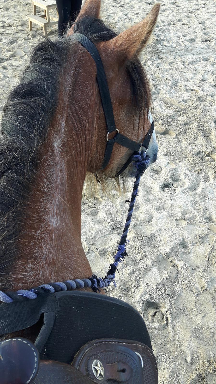 Irish Cob King Romany Vanner billede 13