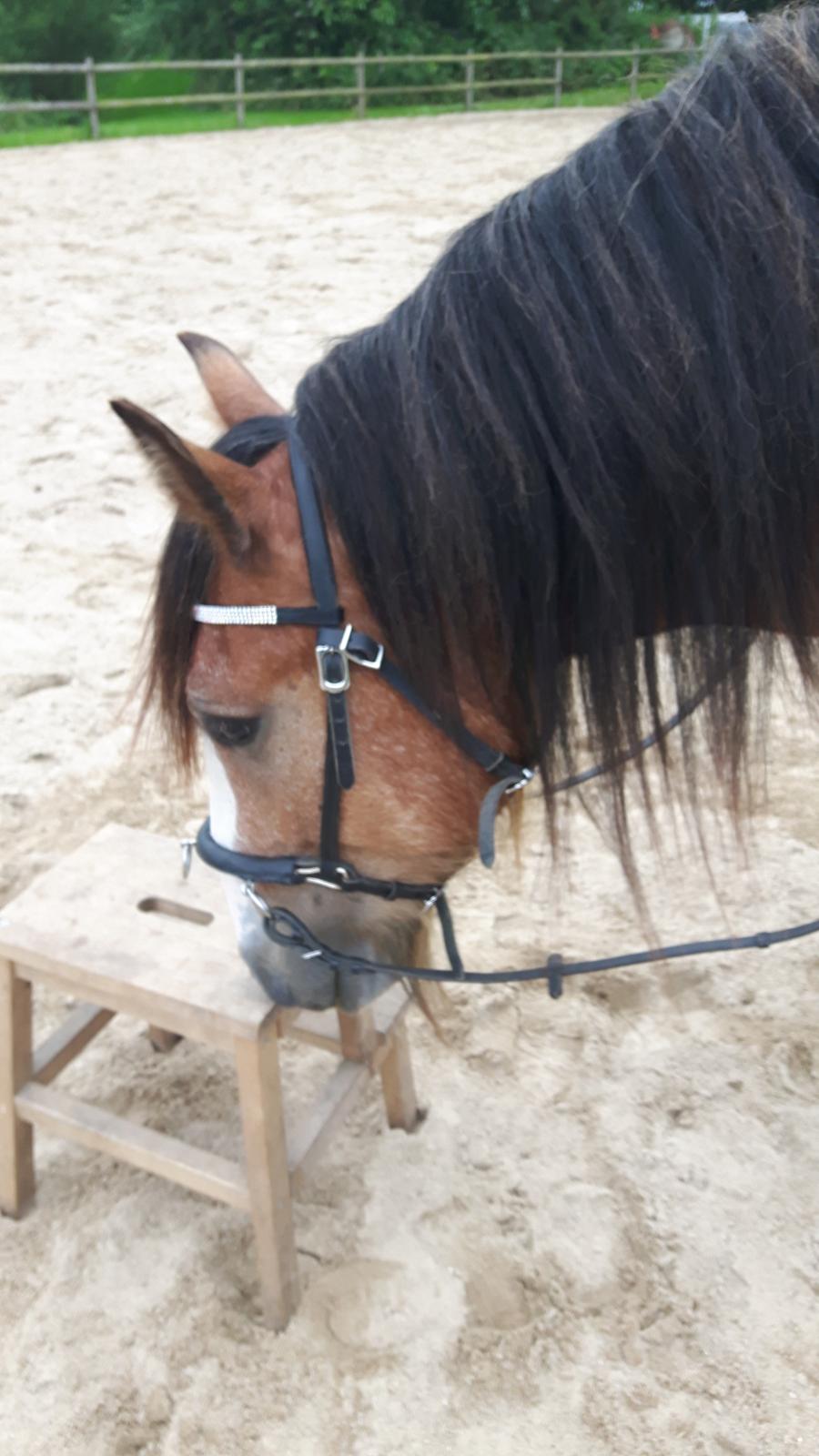 Irish Cob King Romany Vanner billede 14