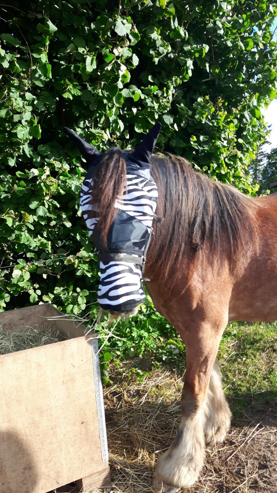 Irish Cob King Romany Vanner billede 15