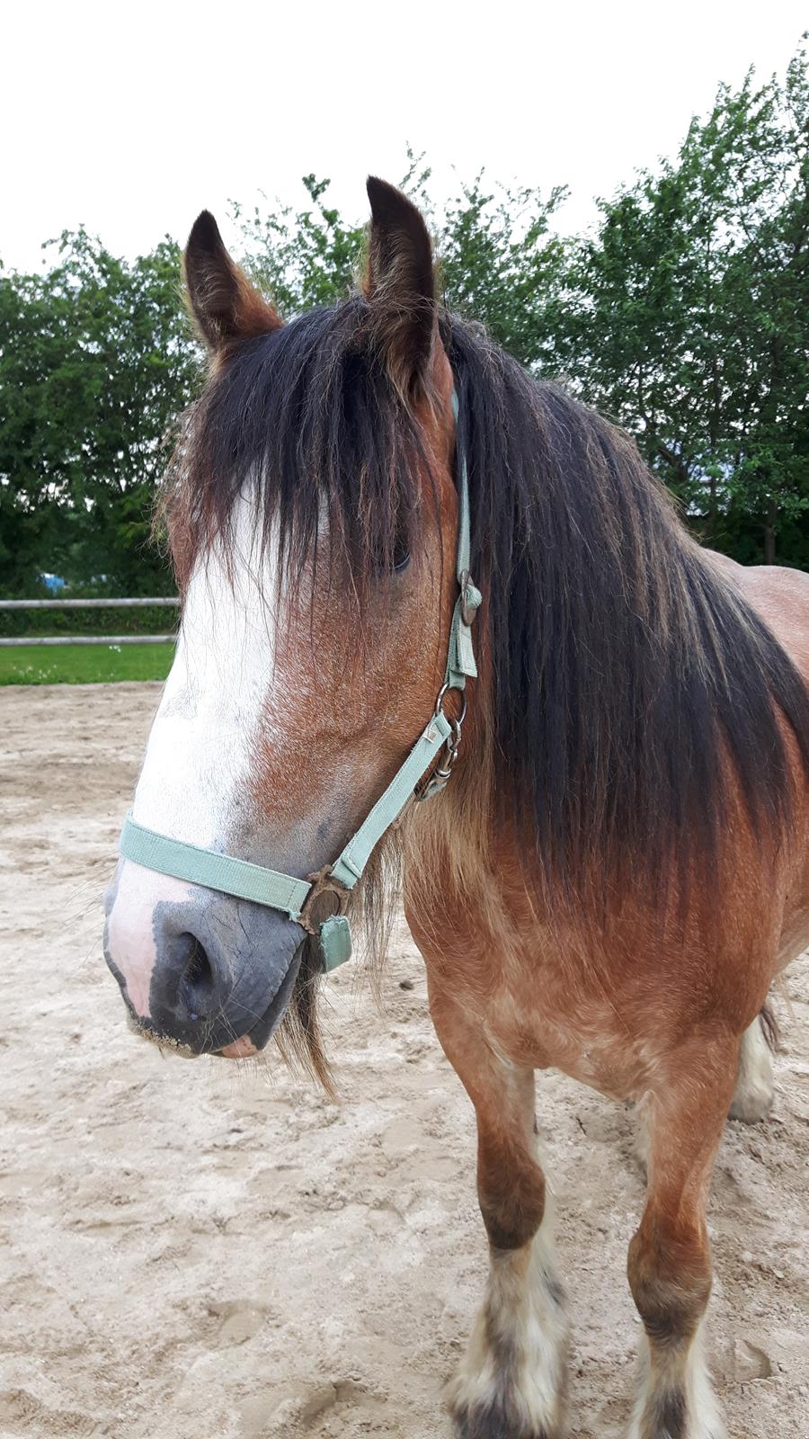 Irish Cob King Romany Vanner billede 16