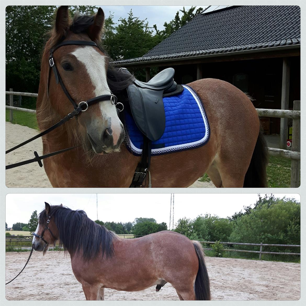 Irish Cob King Romany Vanner billede 17