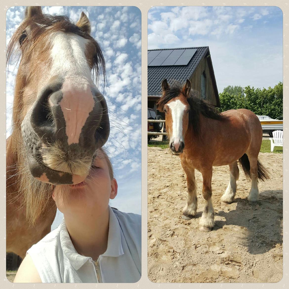 Irish Cob King Romany Vanner billede 20