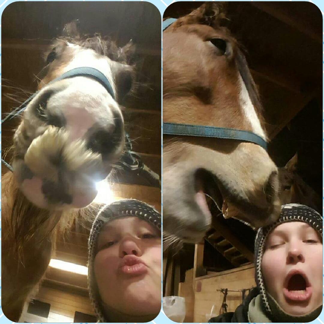 Irish Cob King Romany Vanner billede 18