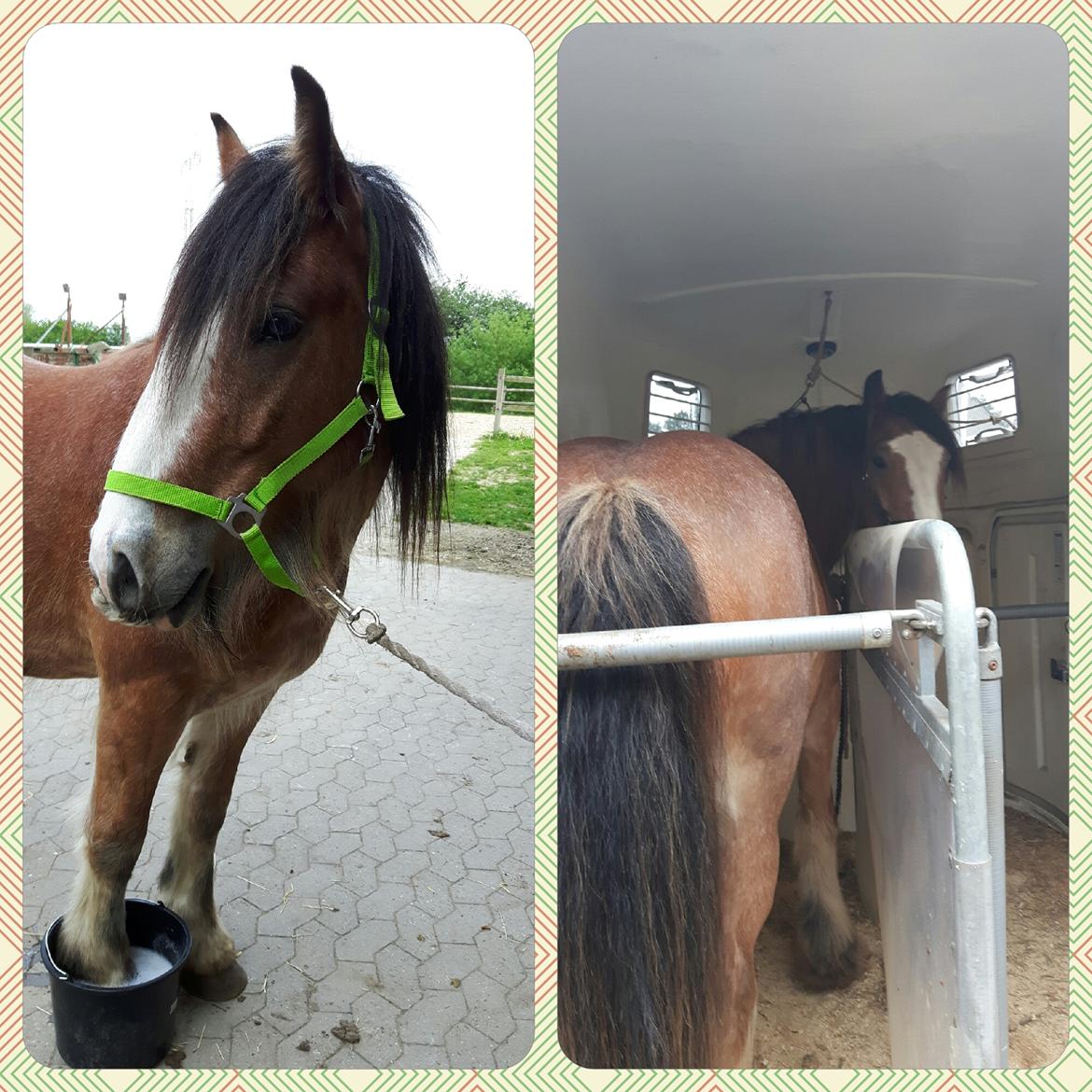 Irish Cob King Romany Vanner billede 19