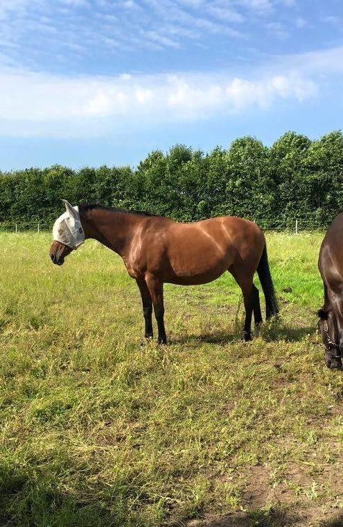 Hollandsk Varmblod Ruby - Alien hest :) billede 13