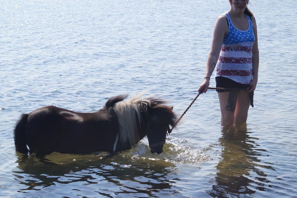 Shetlænder NH Jenny billede 1