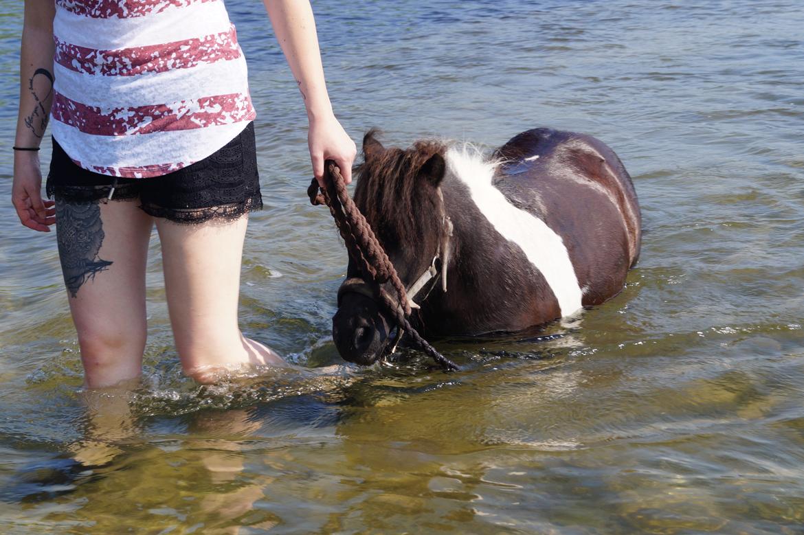 Shetlænder NH Jenny billede 2