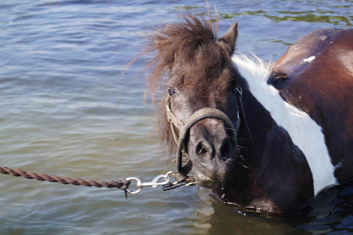 Shetlænder NH Jenny billede 3