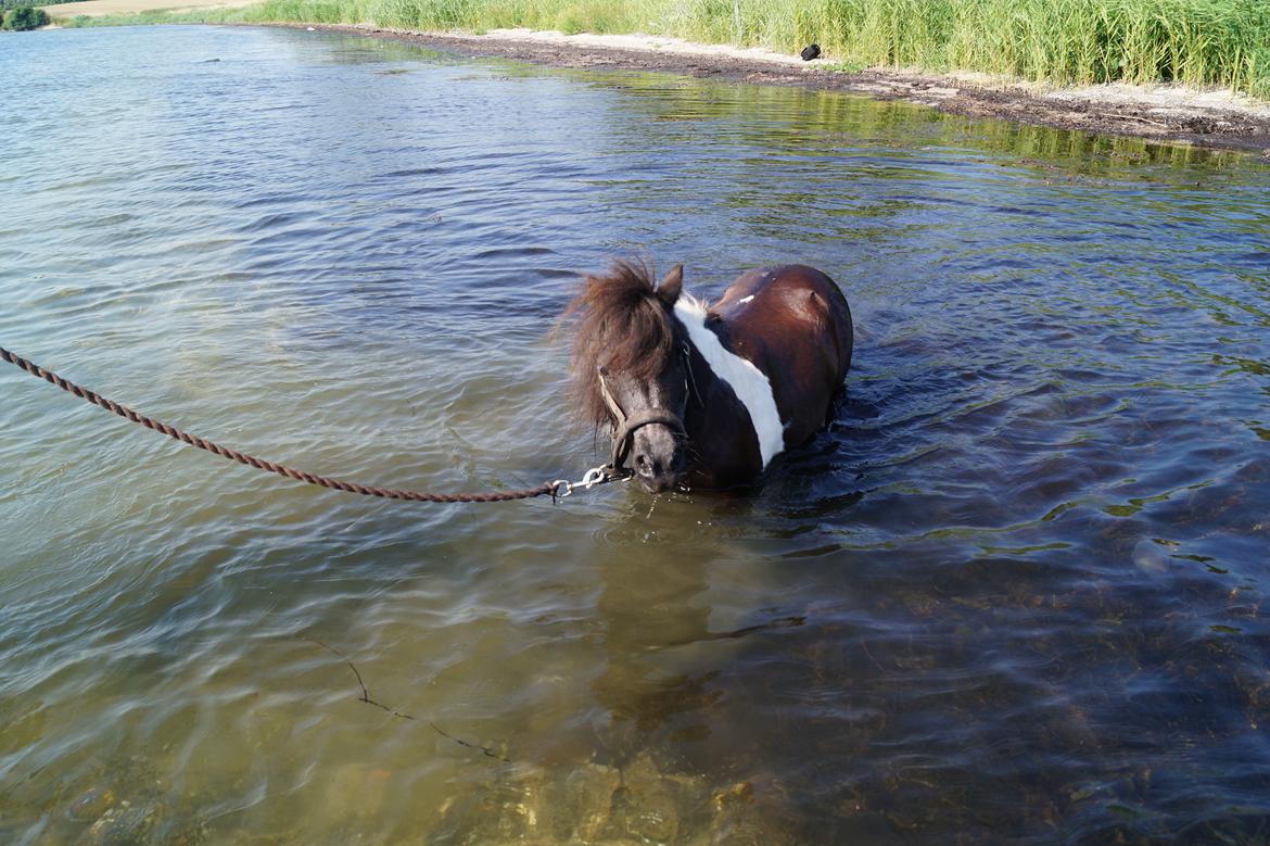 Shetlænder NH Jenny billede 4