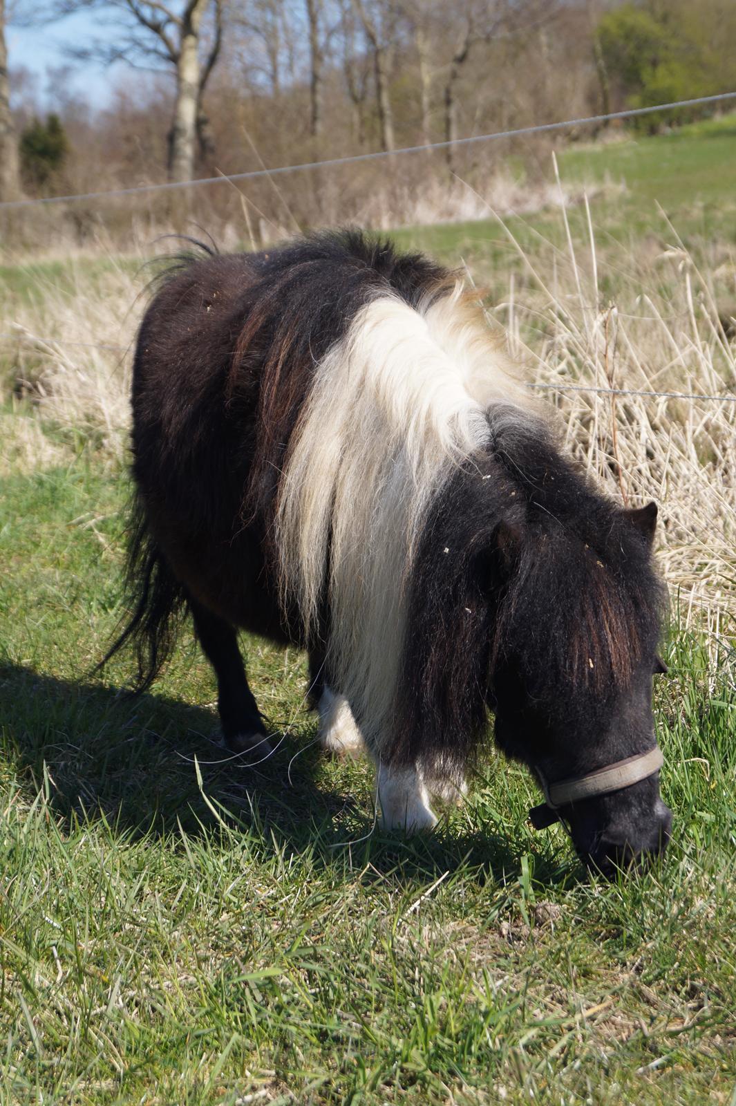 Shetlænder NH Jenny billede 5