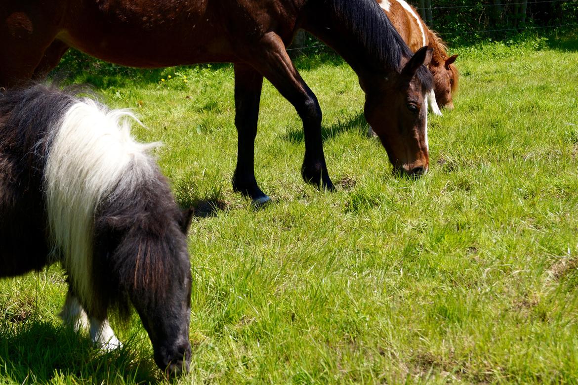 Shetlænder NH Jenny billede 6