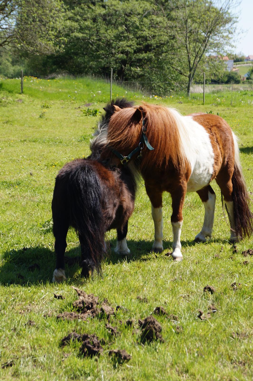 Shetlænder NH Jenny billede 7