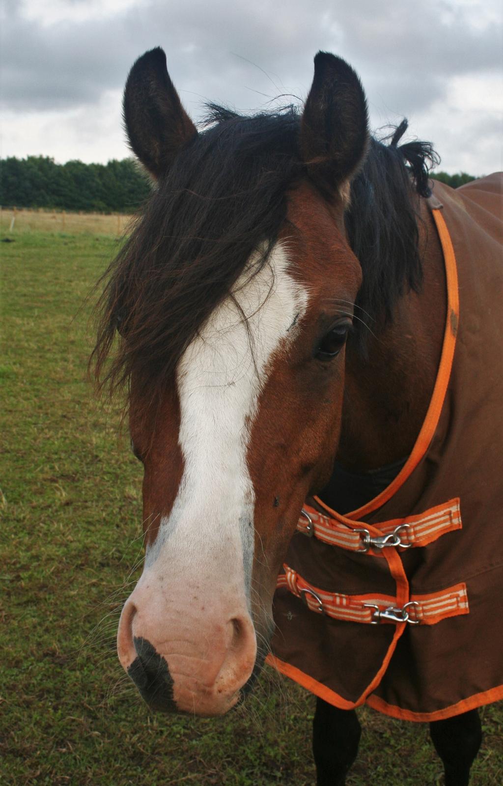 Welsh Pony (sec B) Bjerregårds Amino *Dino billede 12